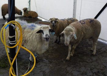 pascua-sacrificio-cordero