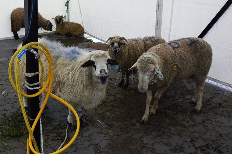 pascua-sacrificio-cordero