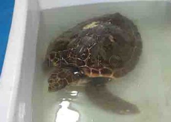 rescatada-primera-tortuga-atrapada-almadraba-