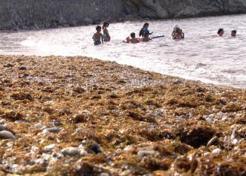 algas-playas-calamocarro-benzu-13