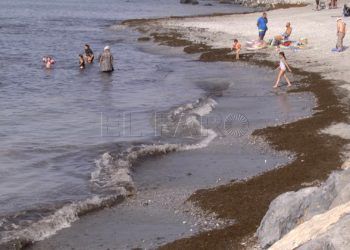 algas-playas-calamocarro-benzu-4