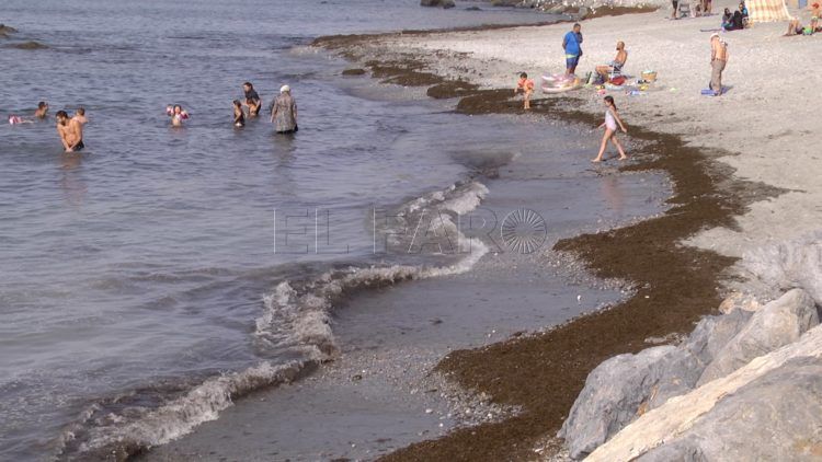 algas-playas-calamocarro-benzu-4