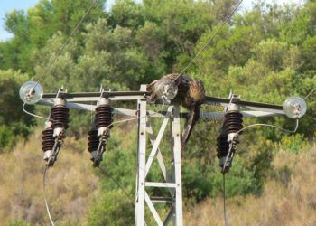 aves-electrocutadas-torreta