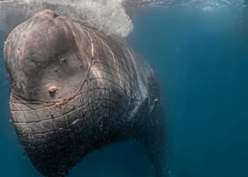 cachalote-tono-red-estrecho-cecam