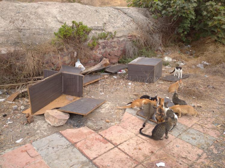 colonia-gatos-playa-almadraba-destrozada-1