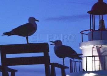 gaviotas