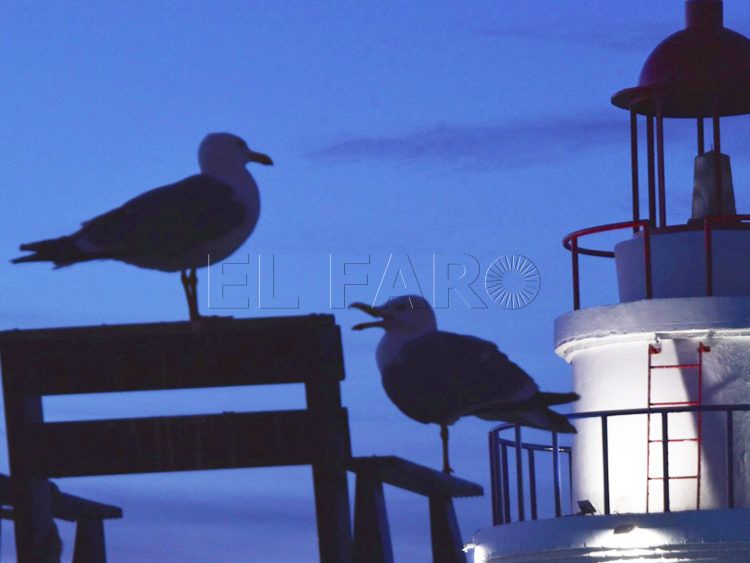 gaviotas