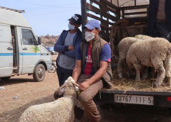 pascua-cordero-marruecos