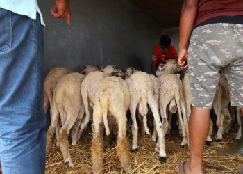 pascua-cordero-coronavirus-