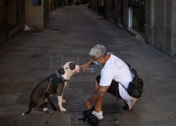 perro