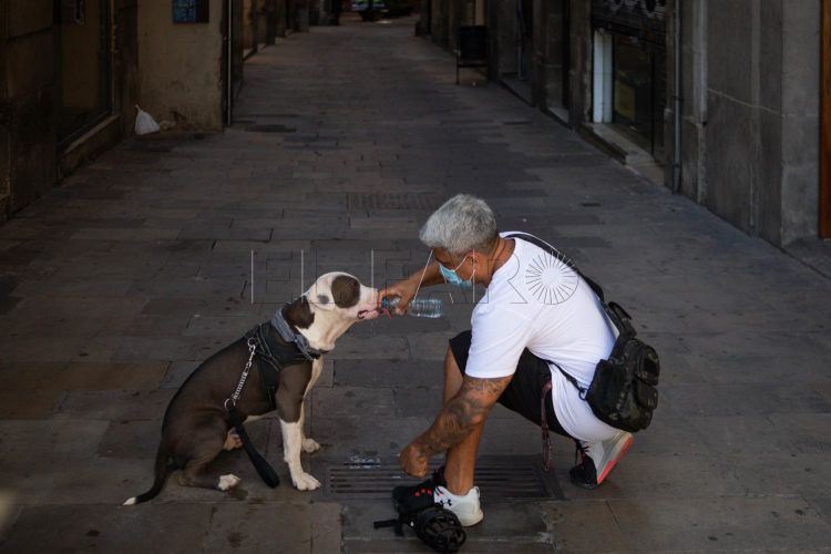 perro