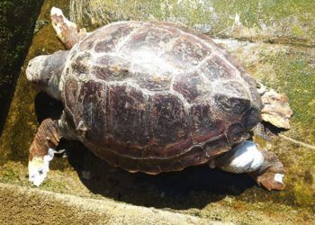 tortuga-boba-muerta-chorrillo-1