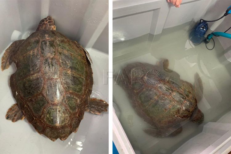 tortuga-caparazon-destrozado