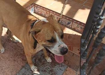 heridas-perro-maltrato-animal-1
