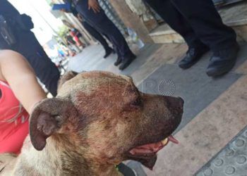 heridas-perro-maltrato-animal-3