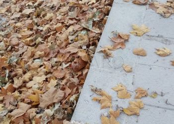 hojas-barriada-mixto