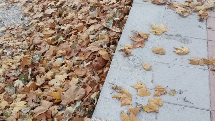 hojas-barriada-mixto