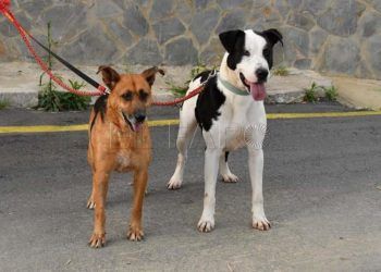 niebla-perros-protectora