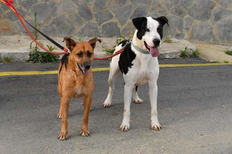 Estos Perros De La Protectora De Animales Necesitan Un Hogar