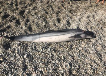 nuevo-delfin-muerto-playa-punta-blanca
