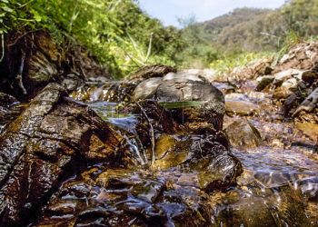 pantano-medio-ambiente