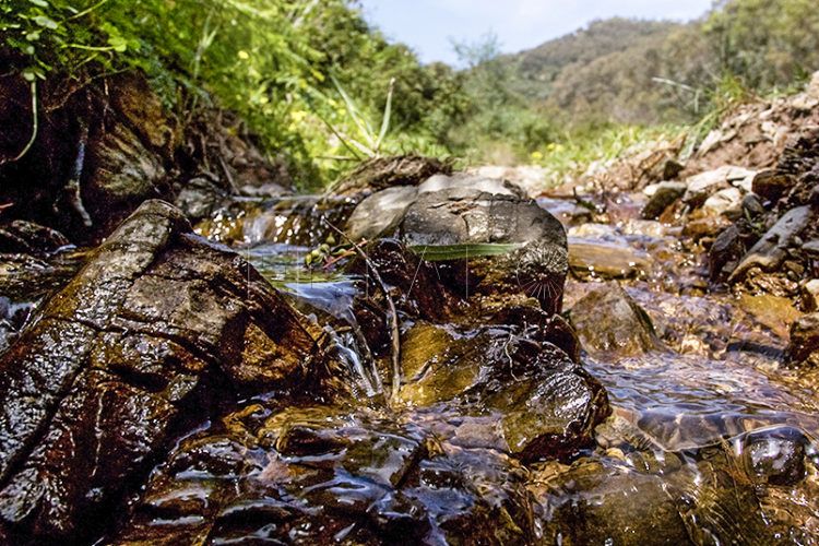 pantano-medio-ambiente