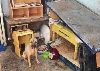 perro-maltrato-animal-