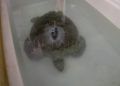 tortugas-cecam-11