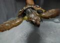 tortugas-cecam-9