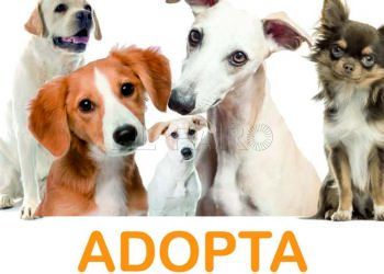 adopta-perros