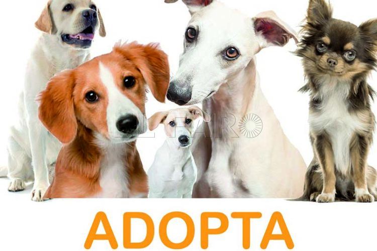 adopta-perros