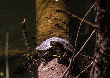 latencias-septem-nostra