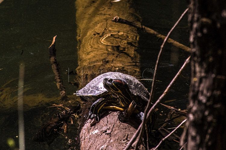 latencias-septem-nostra