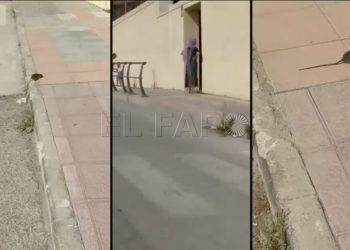 ratas-suciedad-ceip-reina-sofia-guarderia