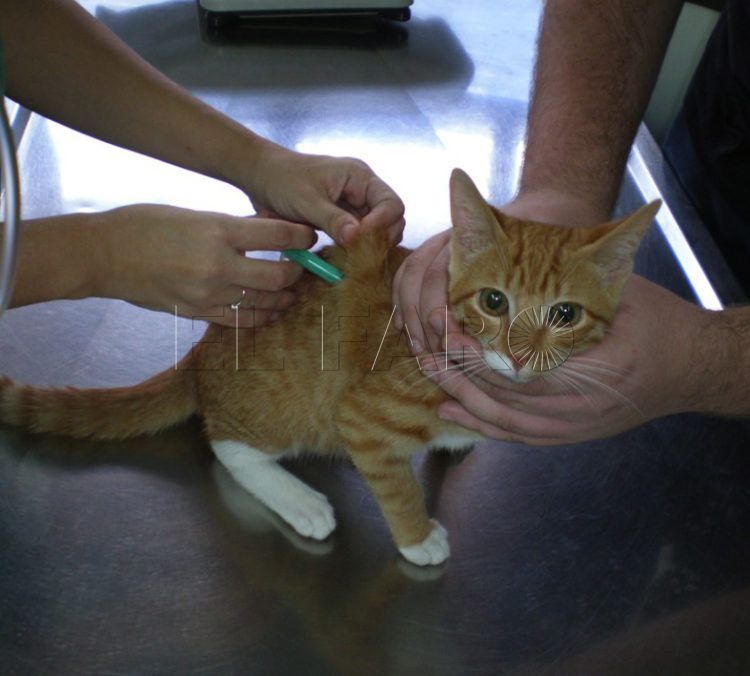 vacuna-gatos