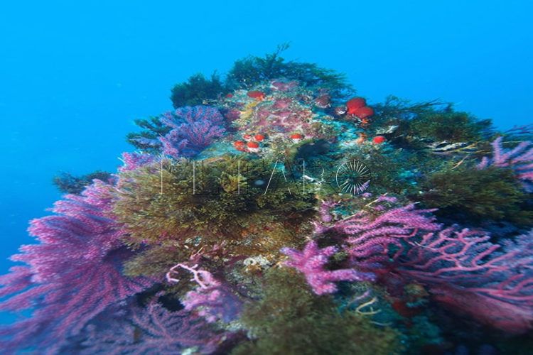 Escarpe representativo del nuevo espacio marino