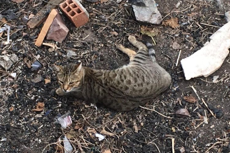 campamento-inmigrantes-colonia-gatos-almadraba-3