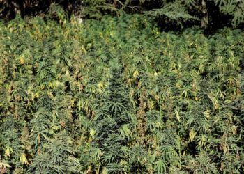 cultivo-cannabis-marruecos