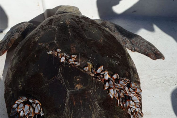 tortuga-rescatada-cecam