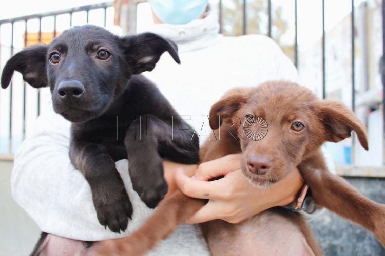 zipi-zape-perros-protectora