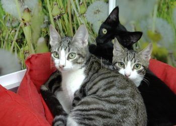 Gatos 13