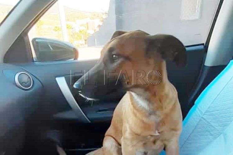 enfermera-salva-cachorro-2