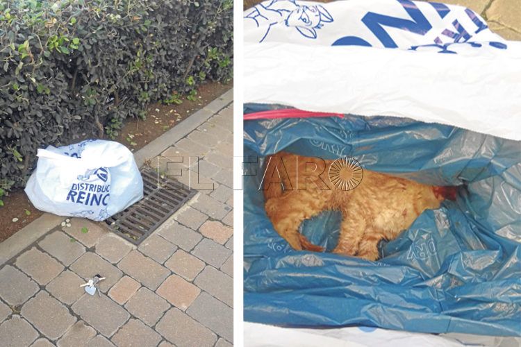 gato-recogida-animales