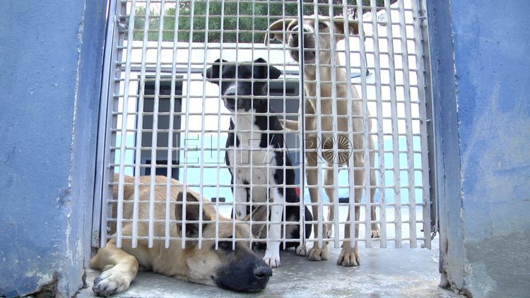 protectora-animales-perros-12