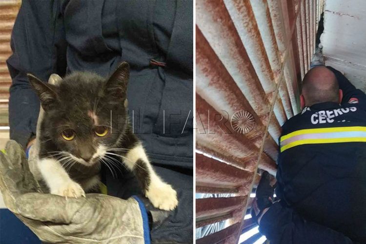 rescate-gata-heroes-navidad