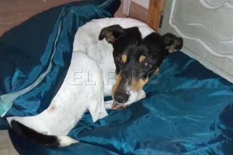 acogida-protectora-filomena-8