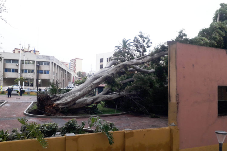 arboles-paque-jardines-argentina