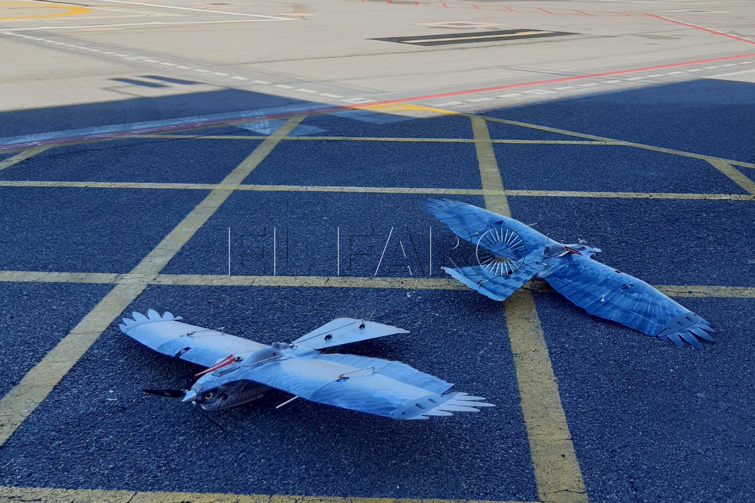 Horno índice lanzamiento Un 'halcodrón' en el Helipuerto de Ceuta para el control de fauna con drones