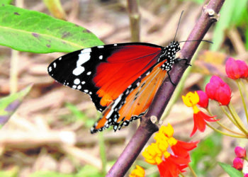 mariposa