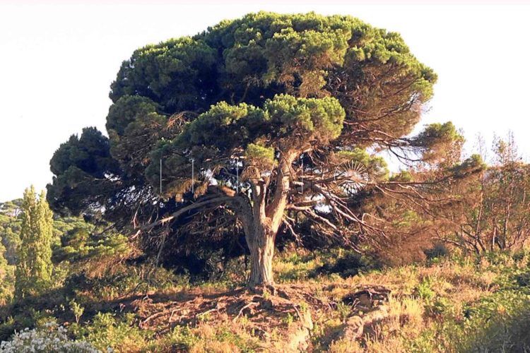 bosque-patrimonio